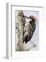 Nuttall's Woodpecker-Hal Beral-Framed Photographic Print