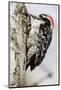 Nuttall's Woodpecker-Hal Beral-Mounted Photographic Print