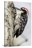 Nuttall's Woodpecker-Hal Beral-Stretched Canvas