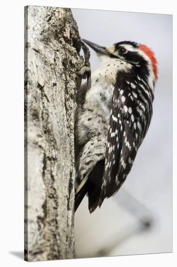 Nuttall's Woodpecker-Hal Beral-Stretched Canvas