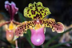 Paphiopedilum Orchid.-Nuwatpic-Framed Stretched Canvas