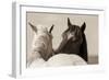 Nuzzles-KaCee Erle-Framed Premium Giclee Print