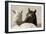 Nuzzles-KaCee Erle-Framed Art Print