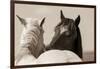 Nuzzles-KaCee Erle-Framed Art Print