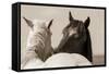 Nuzzles-KaCee Erle-Framed Stretched Canvas