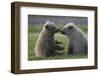 Nuzzling Grizzly Bear Cubs-W. Perry Conway-Framed Photographic Print