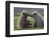 Nuzzling Grizzly Bear Cubs-W. Perry Conway-Framed Photographic Print