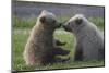 Nuzzling Grizzly Bear Cubs-W. Perry Conway-Mounted Photographic Print