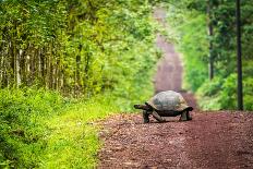Galapagos Giant Tortoise Crossing Straight Dirt Road-nwdph-Laminated Photographic Print