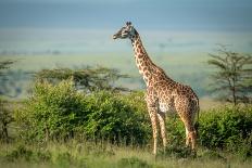 Masai Giraffe Stands by Bushes in Sunshine-nwdph-Photographic Print