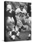 NY Giants Player Sam Huff-Francis Miller-Stretched Canvas