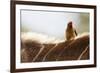 Nyala antelope with oxpecker on its back, Kruger Nat'l Park, South Africa, Africa-Christian Kober-Framed Photographic Print