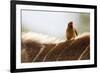 Nyala antelope with oxpecker on its back, Kruger Nat'l Park, South Africa, Africa-Christian Kober-Framed Photographic Print