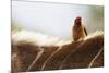 Nyala antelope with oxpecker on its back, Kruger Nat'l Park, South Africa, Africa-Christian Kober-Mounted Photographic Print