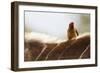 Nyala antelope with oxpecker on its back, Kruger Nat'l Park, South Africa, Africa-Christian Kober-Framed Photographic Print