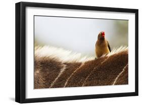 Nyala antelope with oxpecker on its back, Kruger Nat'l Park, South Africa, Africa-Christian Kober-Framed Photographic Print