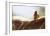 Nyala antelope with oxpecker on its back, Kruger Nat'l Park, South Africa, Africa-Christian Kober-Framed Photographic Print