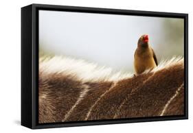 Nyala antelope with oxpecker on its back, Kruger Nat'l Park, South Africa, Africa-Christian Kober-Framed Stretched Canvas