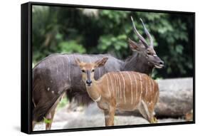 Nyala Male and Female Pair-jpldesigns-Framed Stretched Canvas