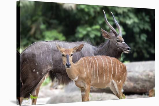 Nyala Male and Female Pair-jpldesigns-Stretched Canvas