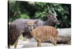 Nyala Male and Female Pair-jpldesigns-Stretched Canvas