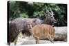 Nyala Male and Female Pair-jpldesigns-Stretched Canvas