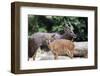 Nyala Male and Female Pair-jpldesigns-Framed Photographic Print
