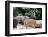 Nyala Male and Female Pair-jpldesigns-Framed Photographic Print