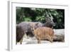 Nyala Male and Female Pair-jpldesigns-Framed Photographic Print