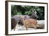 Nyala Male and Female Pair-jpldesigns-Framed Photographic Print