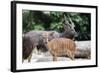 Nyala Male and Female Pair-jpldesigns-Framed Photographic Print