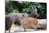 Nyala Male and Female Pair-jpldesigns-Mounted Photographic Print