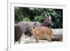 Nyala Male and Female Pair-jpldesigns-Framed Photographic Print