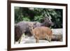 Nyala Male and Female Pair-jpldesigns-Framed Photographic Print