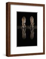 Nyala (Tragelaphus angasii) at water at night, Zimanga private game reserve, KwaZulu-Natal-Ann and Steve Toon-Framed Photographic Print