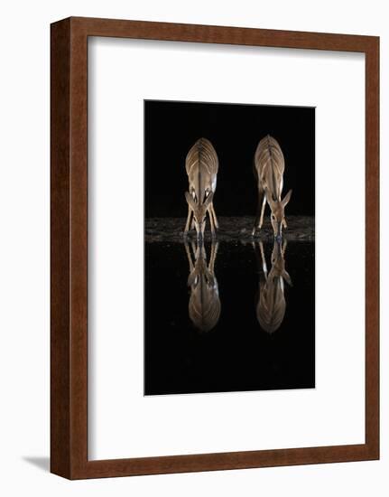 Nyala (Tragelaphus angasii) at water at night, Zimanga private game reserve, KwaZulu-Natal-Ann and Steve Toon-Framed Photographic Print