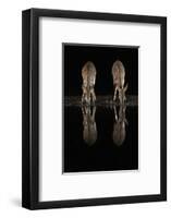 Nyala (Tragelaphus angasii) at water at night, Zimanga private game reserve, KwaZulu-Natal-Ann and Steve Toon-Framed Photographic Print