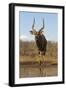 Nyala (Tragelaphus angasii) male at water, Zimanga private game reserve, KwaZulu-Natal-Ann and Steve Toon-Framed Photographic Print