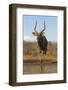 Nyala (Tragelaphus angasii) male at water, Zimanga private game reserve, KwaZulu-Natal-Ann and Steve Toon-Framed Photographic Print