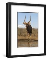 Nyala (Tragelaphus angasii) male at water, Zimanga private game reserve, KwaZulu-Natal-Ann and Steve Toon-Framed Photographic Print