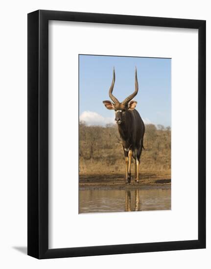 Nyala (Tragelaphus angasii) male at water, Zimanga private game reserve, KwaZulu-Natal-Ann and Steve Toon-Framed Photographic Print