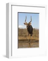 Nyala (Tragelaphus angasii) male at water, Zimanga private game reserve, KwaZulu-Natal-Ann and Steve Toon-Framed Photographic Print