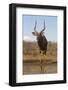 Nyala (Tragelaphus angasii) male at water, Zimanga private game reserve, KwaZulu-Natal-Ann and Steve Toon-Framed Photographic Print