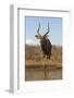 Nyala (Tragelaphus angasii) male at water, Zimanga private game reserve, KwaZulu-Natal-Ann and Steve Toon-Framed Photographic Print