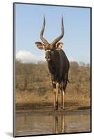 Nyala (Tragelaphus angasii) male at water, Zimanga private game reserve, KwaZulu-Natal-Ann and Steve Toon-Mounted Photographic Print