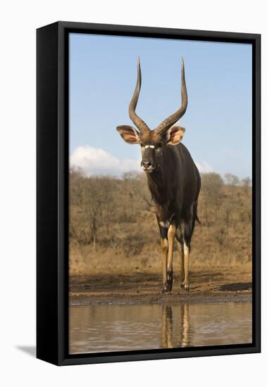 Nyala (Tragelaphus angasii) male at water, Zimanga private game reserve, KwaZulu-Natal-Ann and Steve Toon-Framed Stretched Canvas