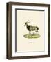 Nyala-null-Framed Premium Giclee Print