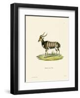 Nyala-null-Framed Premium Giclee Print