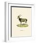 Nyala-null-Framed Premium Giclee Print