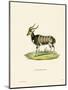 Nyala-null-Mounted Premium Giclee Print